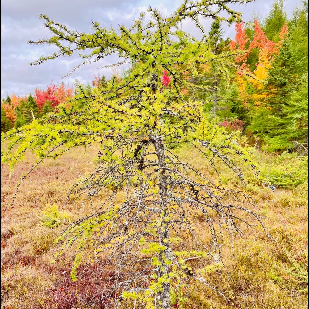 Meet your Posher, G